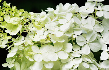 Bonne fête de 8 mars !